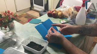 Planting Gesneriad Seeds Streptocarpus amp African Violet [upl. by Nalaf]