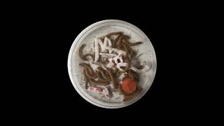 Mealworms Eating Plastic [upl. by Ojadnama]