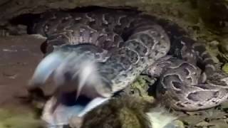 Puff adder strike [upl. by Yelah]