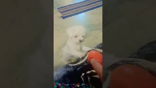 Mydog angel cute Funny moments 🤪Funny laughing views viral ytshorttrending maltese dogcute [upl. by Ajam]