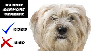 Dandie Dinmont Terrier Pros And Cons  The Good And The Bad [upl. by Schmeltzer]