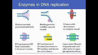 DNA Replication  enzymes and Proteins involved in DNA replication and their functions [upl. by Xel]