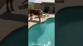 Cow Likes Pool [upl. by Rimisac340]