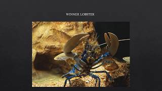 Holons and Lobsters Understanding the Philosophical Role of Hierarchies [upl. by Marilee]