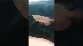 Arowana fish shortvideo azhaginilachannel [upl. by Suchta]