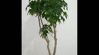 Bonsai Pepaya jepang Cnidoscolus aconitifolius [upl. by Yevette]