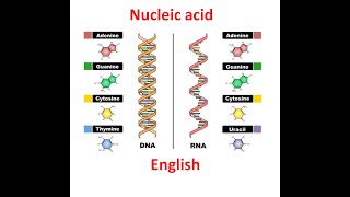 Nucleic acids Nucleic acids zoology DNA RNA Nucleic acid structure Nucleic acid Class 11 [upl. by Arehc601]