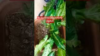 నీ తల్లినీ చెల్లినీ భార్యనీ కూతురినిSD vlogs and sd plantssubscribeyoutubeshortslikecomment [upl. by Ara]