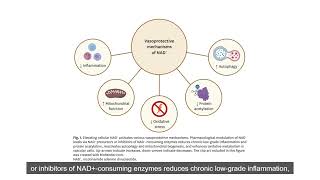 NAD and Vascular Dysfunction From Mechanisms to Therapeutic Opportunities [upl. by Ahsaek]