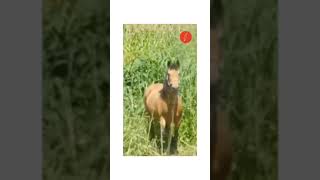 El liveaction de Spirit 😱 No Me Rendiré 🐎 Scarlet Fox [upl. by Ennaeirb]