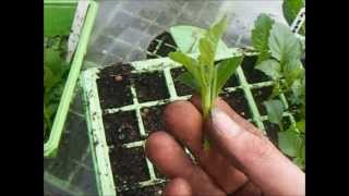 How To Grow Dahlias Taking Dahlia Cuttings [upl. by Rebor873]