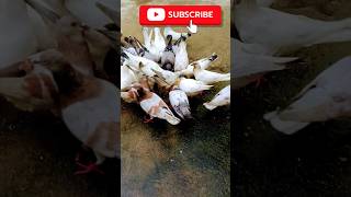 Pigeon  Pigeon farming at home shorts shortvideo pigeon [upl. by Connett152]