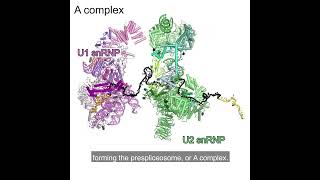 RNA Splicing by the Spliceosome Supplemental Video 2  Assembly of the A complex [upl. by Nico]