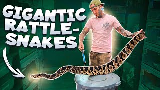 How to handle Venomous Snakes [upl. by Alister]