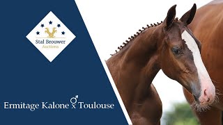 Ermitage Kalone x Toulouse stallion [upl. by Nireil]