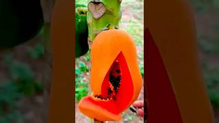 Extremely Fresh Ripe Fruits Around The World  shorts nature fruit [upl. by Airtemed384]