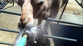 Abutu Camel drinking out of hose [upl. by Phelia]