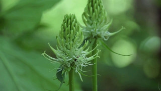 Hallerbos 11 mei 2017 [upl. by Eel]