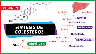 Síntesis endógena del colesterol Resumen paso a paso  Metabolismo [upl. by Collie]