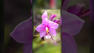 🌸Shrub rose Bonica Philippine ground orchid and pink Petunia in that order [upl. by Hambley]