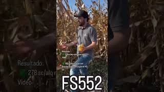 FS552 Consorciado com Brachiaria milho safrinha forseed [upl. by Ynoyrb]