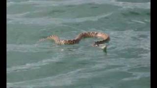 Bull Snake Swimming [upl. by Elissa846]