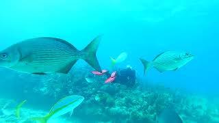 Varadero Coral Beach  Feb 2024  Day 1  Dive 2  Part 2 [upl. by Prober145]