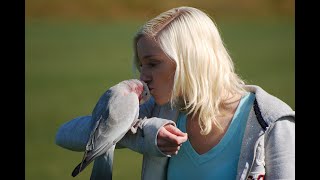 Talkative Galah Has A LOT To Say About Me Being Pregnant [upl. by Namrak891]