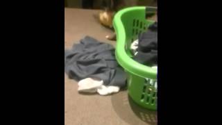 Dog Gets in a Tumble over Bart Simpson [upl. by Marline453]