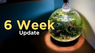 I made a Simple Shrimp Bowl Aquarium No Filter No CO2 Walstad Style Aquascape Tutorial Update [upl. by Darcee]