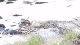 Crocodiles Violently Rips Off Zebra Face Graphic Content [upl. by Betthezul57]