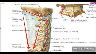 Nuchal ligament [upl. by Gatias59]