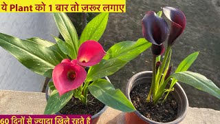 इस पोधे के Unique फ़ूल 2 महीने se ज़्यादा खिले रहते है  Grow Calla Lily From BulbsWinter Flowers [upl. by Ahcrop]