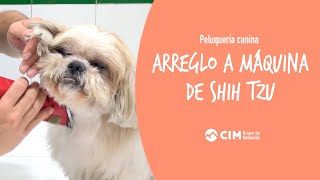 Arreglo a máquina de Shih Tzu  CIM Formación [upl. by Linnet]