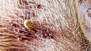 Dog Ticks Remove  Easy And Fast Way To Remove All Ticks From Poor Dog  Save Poor Dog EP 178 [upl. by Anivol791]