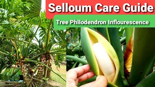 Tree Philodendron Selloum Guide  Thaumatophyllum bippinatifidum Care Flower amp Propagation [upl. by Verine]