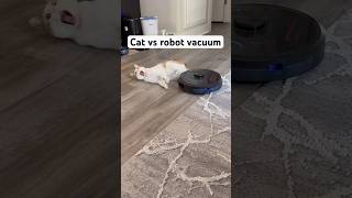 Biskit battles the robot vacuum [upl. by Ethan]