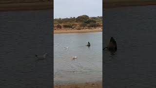 Onkaparinga river behind Jubilee Park Adelaide Australia riverside swans [upl. by Ztnaj]