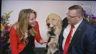 Westminster Golden Retriever breed winner Merlin TV interview [upl. by Akenat]