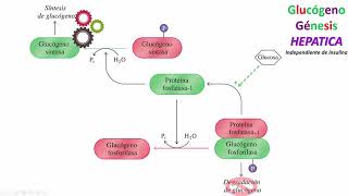 Regulación del metabolismo hepático de los carbohidratos [upl. by Adaynek238]