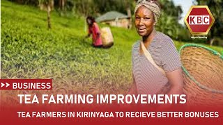 Tea farmers in Kirinyaga County to receive better bonuses [upl. by Lezned]