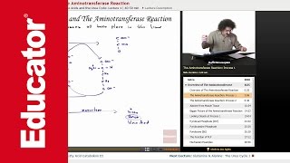 Aminotransferase Reaction  Biochemistry Tutorial [upl. by Ydak]