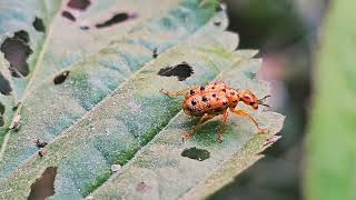 গায়ে কাঁটাযুক্ত পুঁচকে পোকা Spiny leaf rolling weevil insect on the leaf [upl. by Chappie]