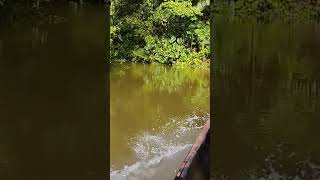 Quebrada Curundo en San Isidro Rio Quito Chocó [upl. by Rowe]