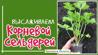 Посадка корневого сельдерея [upl. by Mouldon]