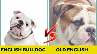 Olde English Bulldogge vs English bulldog  10 Major Difference [upl. by Riane]