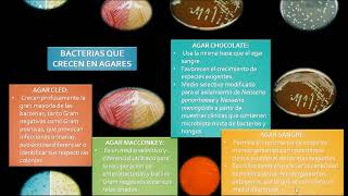 Urocultivo y Antibiograma Abordando lo Teórico para una Aplicación Efectiva [upl. by Jagir]