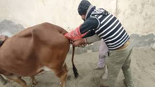 Intrauterine therapy in Sahiwal cow Endometritis in Cow [upl. by Ecarret]