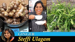 How to grow Ginger in Tamil  Steffi Ulagam [upl. by Lux750]