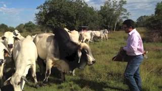 Reg Brahman Cows bred to JDH MR MANSO 809 5 B 873367 [upl. by Nivlen648]